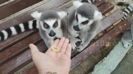 Ring Tailed Lemurs Feeding