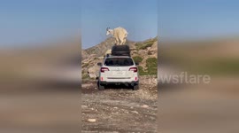 USA: Mountain Goats Dancing on Vehicle Roof in Colorado
