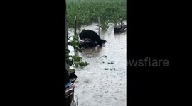 Loyal patrol dog saves chickens and ducks from flooded farm amid torrential rain