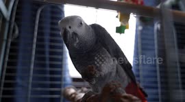 Meet the rowdy pub parrot - who shouts his favourite word 'w*****' at the bar