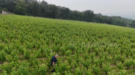 France: French vineyards tackle climate change with innovative means