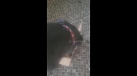 When martin the pups amazon delivery comes