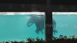 Watch the elephant showcase its aquatic skills in aquarium