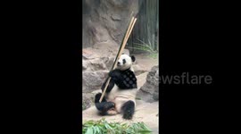 China: A Panda's Multitasking Feast