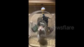 China: Hamster-Powered Generator Lights Up the Night