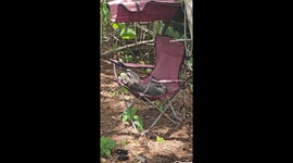 Florida homeowner returns to garden to find raccoon sitting in their chair
