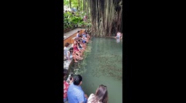 You had one job! Spa fish refuse to bite human feet