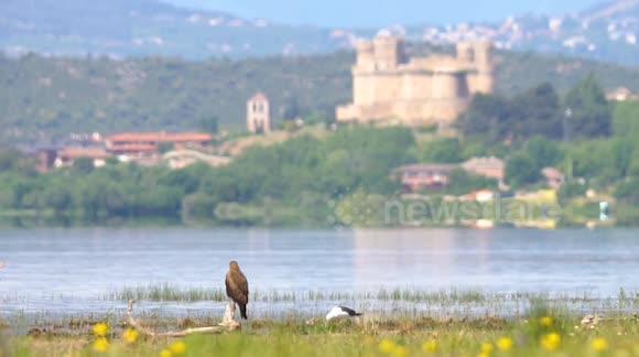 Bird of prey Relaxes with beautiful castle in the background.