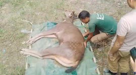 Successful rescue and release of sub-adult Sambar in northeastern India