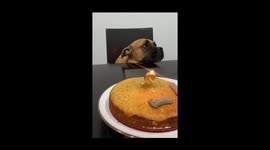 Sindy the Staffy celebrates her 2nd birthday with her humans ❤️