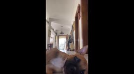 Funny video of Sindy the Staffy being dragged away on beat.