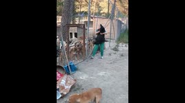 Persistent dogs overwhelm woman in Istanbul