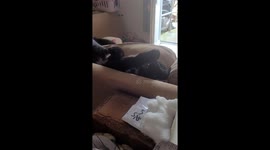 Merlin falling down the sofa