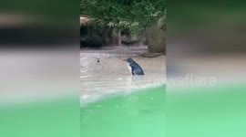 Australia: Penguins Embrace Rain for Charming Swim