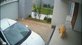 Golden Steals Friend's Sweater