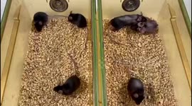 UK: Age-Reversing Breakthrough: Blocking IL-11 Extends Mice Lifespan by 25%