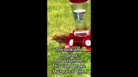 The bird who inspired my diy waterhole video! Where it all began.