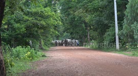 A cowhand brings home a herd of cows from a day grazing in the fields at Phetchabun, Thailand.