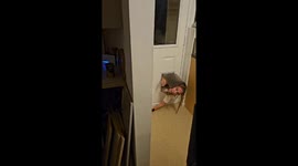 Woman Gets Stuck in Dog Door