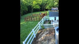 Farm animal's escape and tragic end after fence breaks