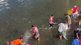 Blackchin tilapia fish invade waterways in Bangkok