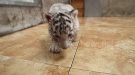 Rare white Bengal tiger triplets thrive in China's Shandong