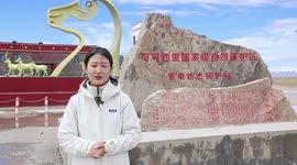 Tibetan antelopes migrate to NW China's Hoh Xil