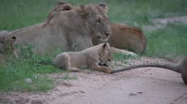 Cute safari moment shows adorable lion cub that loves biting its mother's tail during playtime