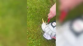 Golfers rescue seagull tangled in a net
