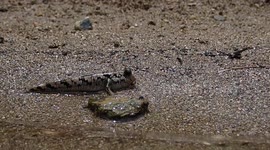 Japan: Fish Walks the Beach in Remarkable Discovery