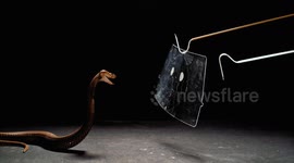 Blood thinning medicine Heparin repurposed as cobra venom antidote