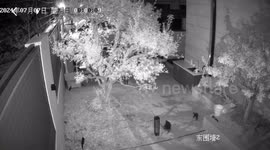 Mother cat consistently teaches her kitten to climb tree in China