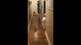 Funy animals video i am video 