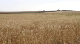 Wheat farmers in Syria struggling to sell produce due to U.S., Kurdish forces' presence