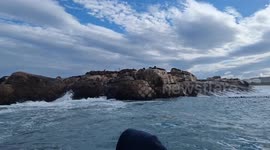 Seal Island, Mossel Bay. On the lookout for some Great Whites today