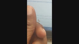 Very pleasant  A very cute little mantis that walks on my finger during work time...and watches my laptop screen and greets me and then quietly leaves.