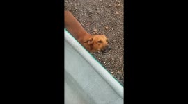 Mi perro saludando luego tres días un largo viaje , un animal amoroso que me espera en el patio de la casa para recibir me