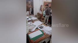 Monkey rummages through piles of paperwork in office in India