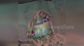 USA: Pygmy Slow Loris Delights with Ice Treat