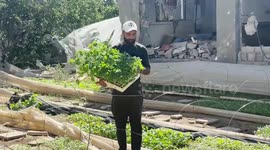 Gazan man grows rooftop vegetables to feed starving neighbors