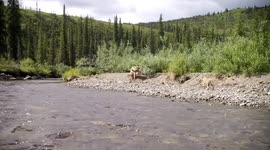 USA: Heartwarming Moment as Wolf Pups Greet Returning Pack Member