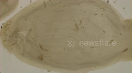 Japan: Eco-Friendly Treatment Saves Squid Eggs from Deadly Parasite Threat