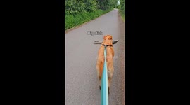 Bryce the dog's stick steals the show on Anchorage 10-mile hike