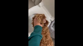 Goldendoodle's overindulgence leads to hilarious club-like throw up scene