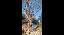 Pruned Tree Branch Makes Trimmer Fall Too