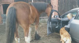 Farm Animals Invade Visitor's Car