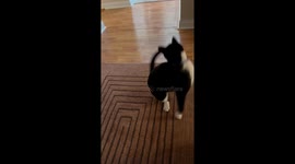 Three legged cat playing fetch!