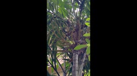 This is what a squirrel being friendly sounds like