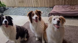 3 sisters watching the ball. Waiting for it to be thrown