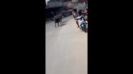 Two rampaging buffalo chase each other through highway on Indonesia